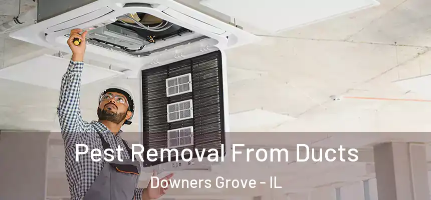  Pest Removal From Ducts Downers Grove - IL