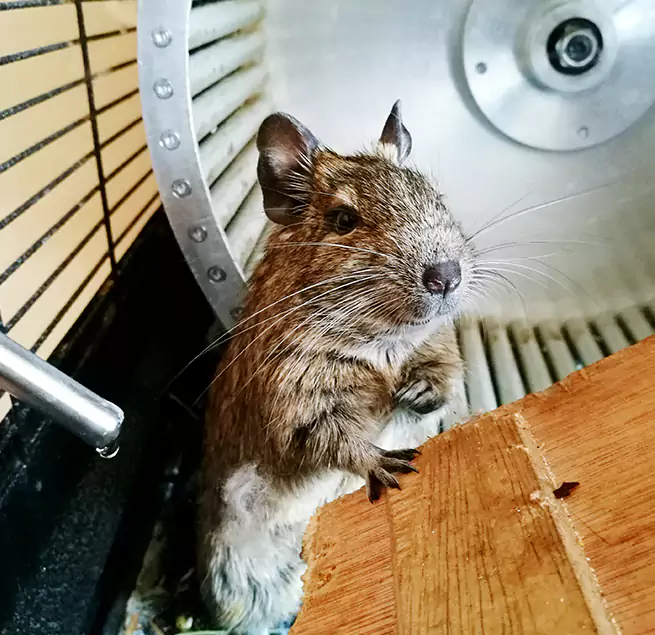 Why Homeowners & Businesses Trust Us Downers Grove, IL?